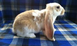 English Lops, Lion Heads, an Mini Rexs.&nbsp; Great loving rabbits that are great for show, fairs, an loving homes.&nbsp;