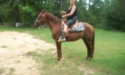 Hank is a 12 year old Gelding, Red with White Blaze in Center of Forhead.&nbsp; He is trained for Arena Show with a fast walking Gate.&nbsp; He has a long elegant look head and an Arched neck when performing.&nbsp; I get invited to ride in local Christmas