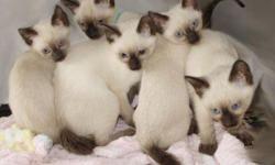 applehead kittens, sealpoint and chocolate, vaccines, deworming, registered, free delivery, microchip,
guaranteed health certificat, 561-688-3775