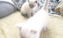 these kittens are 8 weeks first shots pure breed color point siamese CFA we have 2 male seal points 200.00 each and 1 female seal point 300.00 610-301-8090
