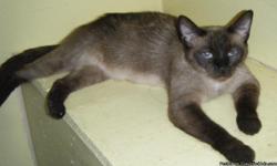 I have 2 female siamese cats thats 3 yrs. old. They are inside cats and haven't been fixed.