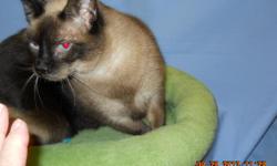 Emma is a female seal point Siamese kitty about 6 years old, rescued from a kill shelter, now looking for a "forever" home.&nbsp; Fully vetted.&nbsp; She is very friendly - actually she is a lap cat and she weighs about 15 pounds. &nbsp;&nbsp; Adoption
