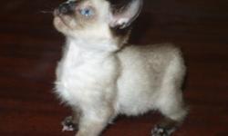 Siamese Female, Seal Point, Pure Bred. Age 2 Â½ years. Hand raised and always kept indoors.
She is a very small, toy sized Siamese. Perfect Seal point markings with light blue eyes.
Not neutered. Likes treats and is very healthy & active. The best owner