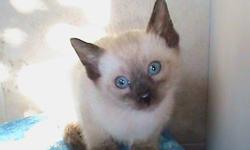 Siamese kittens, 2 left, one sealpoint and one chocolate point. vaccines deworming, guaranteed health record,
registered. Call --