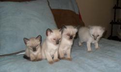 3 Siamese kittens are now ready for a new home. 2 females and 1 male. Now 8 weeks old. Lilac and Chocolate Point.