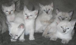 Siamese kittens. 8 weeks old and ready for new homes. They are playful and friendly, Litter trained. Lilac and blues.Shots and dewormed. call --