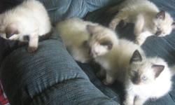 8 week old siamese kittens