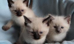 I have 3 siamese males, they are 5 weeks old. would be ready on 3/19/11 my kitties are eating solids already & working on litter box trained. they would be vet checked,dewormed & first set of shots & litter box trained. im taking a $100 deposit to hold a
