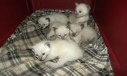 Purebred Siamese Seal Point kittens. Born July 23 will be ready to go Sept.3, Kittens are hand raised, very friendly. Taking deposits now Please call 978-697-7337 after 3:30 pm mon-fri anytime during the weekend
