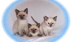 Unregistered Siamese Kittens-Male and Female available. These babies have been home raised-underfoot. They are very sweet and well socialized. They come with their first series of shots, worming and a Vet Health Certificate. We are a 22 year old family