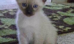 3 males 2 female chocolate point siamese kittens call 715-846-5845 or 715-679-1045