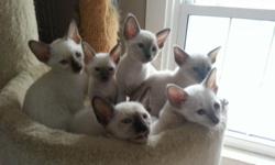 Siamese kittens CFA reg. with kitten shots up to date. Family raised little angels. 250.00 and up -- NO SHIPPING