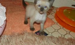 Purebred Siamese kittens for sale. Ready for their new homes. Liliac, Blue and Seal points.