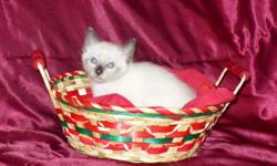 Siamese Kittens, Seal Point Traditional & TCA Registered. Age 7 weeks. Hand raised indoors and of a very affectionate nature. Intelligent and long lasting pets of a very good quality. Playful and slightly vocal cats. These Siamese are of good breeding and