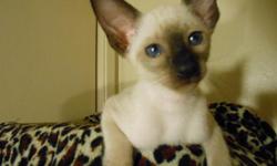 sold gone no more left sold sold sold sold i have 1 male siamese wedgehead shorthair for sale 250$ ()- he is 8 weeks old litter box trained,eating wet and dry food.born may 27,2012