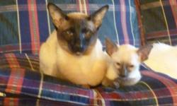 today is september 27 ,2011.born aug 1 then 1 week later 5 more. i have 3 females and 2 males wedgehead siamese.hand raised these photos are the kittens for sale.call me (408) 540-7721 land line after 4 pm.