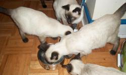6 male siamese Kittens&nbsp; cute & playful need good homes please call or text if interested.
() -