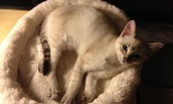 Two female and one male siamese mix kittens AND their mom are ready for their forever homes. All are spayed/neutered and socialized with other cats, dogs, and kids. Call () - for more info and to arange meeting these sweet kittens.&nbsp;