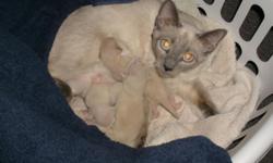 Beautiful Adorable Siamese kittens for sale. My blue point queen just gave birth to 5 kittens on July 16 2010. 4 boys and 1 girl. The kittens will be able to go to their new homes when they are at least 8 wks old (September 10, 2010). They will have their
