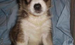 Beautiful siberian huskie male pups available to good, loving homes. Over 20+ years of experience with the breed. Both parents are just great dogs and have champion pedigrees. Several coat colors are in this litter including rare piebald. We have