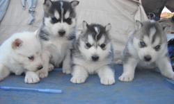 beautiful huskies for sale..first shot, dewormed...2 males 2 females