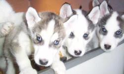 Dans Kennel..> on Classified Ads.com..> has HUSKY 'Puppy for Sale'..> BLUE EYES..> AKC ..> near Buffalo NY ..> licsensed with NYS..>PD#0003