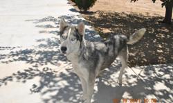 Two year old gray Siberian Husky dog with blue eyes, very friendly, and good with kids! Comes along with papers and has shots. We can't keep him because we are moving and can't bring him along. So we want him to have a good and loving home.