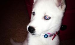 Siberian husky purebred pup female 9 weeks old. All white blue eyes. First shots and worming Parents line akc paperwork available. Unable to keep do to other dogs not giving a warm welcome. Serious inquiries only