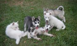 we have 2 solid white siberian husky puppies for sale. need to rehome asap. they will come with 1st set of shots..vet checked..with proof of shot records.
they are very socialized. with kids, dogs and cats.
family pets.
very sweet and playful puppies