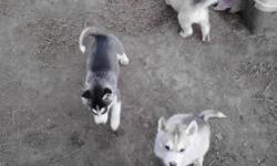 I have all different colored Pure-bred Siberian Husky puppies for sale. All my colored puppies are $200.00. My white puppies are $250.00. I have 4 puppies that will be ready to go to their&nbsp;forever home Dec. 18th. The other 4 puppies which includes my