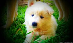 SIBERIAN HUSKY/SAMOYED PUPPIES
5 beautful puppies are looking for good homes. The father is an AKC white wooly coat Siberian Husky and the mother is a beautiful Samoyed. The parents both have wonderful temperments and are very beautiful, and we expect the