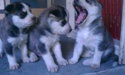 Full breed Husky Puppies
ready to leave october 4, 2011
come check them out put a deposit if you like
I have 6 puppies but two already have a deposit on them
three female left and one male
really cute all have blue eyes
951-536-3066
britcarwile@gmail.com