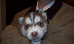 We have five male ($500) and one female ($550) Siberian Husky puppies for sale. They were born on 11/26/10 and will be weened around the end of January 2011. The mother is a pure Siberian Husky (white with light blue eyes). The father is a pure Siberian