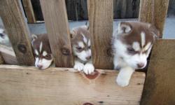 Pure Bread Siberian Husky puppies! ONLY 1 LEFT GOT THERE 1ST AND 2ND SHOTS ON 01/09/2011 AND 02/05/2011
1 WHITE AND BROWN MALE W/ COLORED EYES
(985)868-3456 >(985)868-3456 OR EMAIL ME ajhguerrero@gmail.com