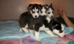 4 female Black and white Siberian Huskies with blue eyes. They are 6 weeks old. Parents onsite