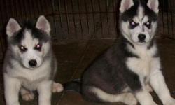 I have 6 Siberian husky puppies that are all beautifully marked and ready to have a forever home. They have had their shots and their de-wormer. If interested please call 330-957-2302.
Thanks.