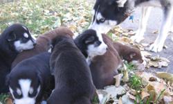 100% Siberian Huskies w/ Champion Sled Dog Bloodline
males & females
Will be available Monday Nov.15th