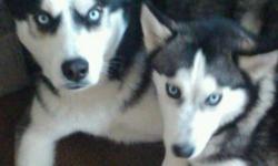 I have a male and female Siberian Husky who are pregnant. The puppies are due to be born around 8/4/11. The puppies will be ready for a new home around 9/27/11 and I am trying to find home for the puppies. We are expecting at least 4 puppies (sex is