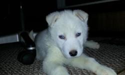Solid white male
8 weeks old
1st shots and dewormed
Registered with World,
Call or text --
Only serious people only please