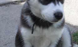 This is a 9 week old black and white, Siberian Husky with blue eyes. He is CKC registered, he has his first set of shots, and has been de-wormed. Perfectly symmetrical markings, very cute and playful, gets along well with other dogs and people. I am