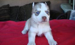 AKC Siberian Husky Pups
Born on october 20, 2010
2 females, blue eyes
colors:red,blonde red,and dark red. all with white
with shots and deworming.
includes: health and I.D. Records