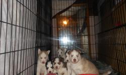 Siberian Husky pups for sale...Born on November 10, &nbsp;2012, all colors&nbsp; Black and White Females&nbsp; Tan Males&nbsp; 3 Males
3 females&nbsp;&nbsp; First series of shots,&nbsp; Health Guarantee.&nbsp;