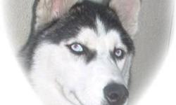 Thank you for your interest in "Two Moon?s Saudi Siberians" I have been raising only top quality Siberians Huskies since 1983 under a family home environment which I occasionally sell pups and provide stud service. My line started with an offspring
