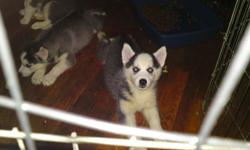 4 females and 2 males pups for sale. All have blue eyes, first shots, AKC papers, adorable, 12 weeks old born April 2nd, 2011.