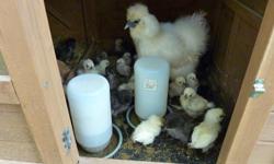 5 month old Jr chickens, will start laying eggs and ready to breed any day now for only $20 each. Colors are black or white.
Newborn white ?Silkie? chicks $10 each
These very gently friendly chicks make a great back yard pet. They are great egg layers,