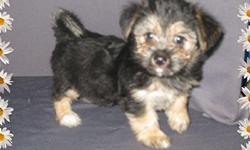 1 Male Silktese (Silky Terrier/Maltese?) born on 5-28-11. UTD on shots and comes with a health warranty.
*?* Credit Cards Accepted (Visa/MasterCard???)
** Financing Available (Please Inquire)
** Shipping Available
** Microchipped ?
For More Info