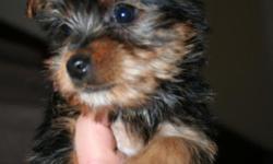 Rare little silky terriers. There is only one female. She has her first shot and worming and is small. She looks like a yorkie but with a soft coat. 303-648-9777