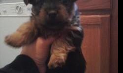 7 weeks pure Silky terrier puppies 1 male and 1 female, Parents are AKC, paper and puppy pads trained and eating on their own. call or text 7026103742 or email jayron702@hotmail.com