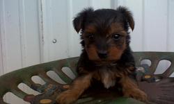One tiny male Silky Terrier/ Yorkshire Terrier mix Puppy for sale. He will is ready NOW! He has been vet checked, wormed, had dewclaws removed and had his first shots. For more information Call 814.392.5917
**VEIW OUR WEBSITE**