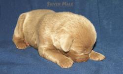 Silver Labs of Loomis curently has&nbsp;1 puppy left. We have 1 charcoal male (Beau). Both parents are on site. The litter is AKC registred. Puppies were wormed at 2, 4, and 6 weeks. First shots were given at 6 weeks and second shots at 8 weeks. This is a